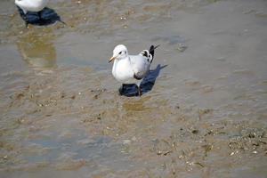 die möwenvögel am strand und im mangrovenwald in thailand land. foto