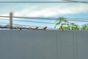 thailand kleiner brauner spatzenvogel im graden und im park. foto