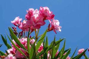 Nerium Oleander doppelt rosa Sorte foto