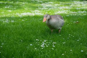 eine Graugans, die durch das Gras wandert foto