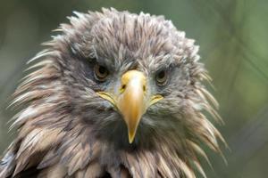 Seeadler foto