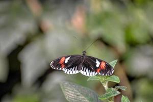 Postbotenschmetterling, der auf einem Blatt stillsteht foto