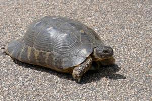 sardische Randschildkröte foto