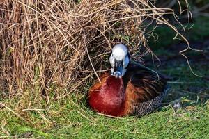 pfeifende Ente mit weißem Gesicht foto