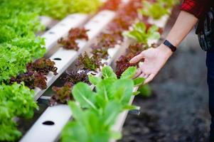 Gärtnersalatmänner, die den Salat in seinem Gartenkonzept betrachten, gesunde Gemüsebeete zu machen