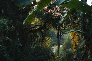 ländliche Dorfstraßen und sommergrüne Bäume foto