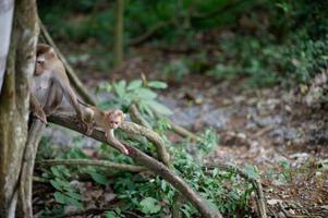 Affen und Affen im fruchtbaren Wald foto