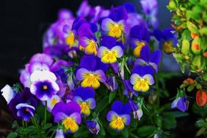 blaue und gelbe Bratsche auf Blumenbeet foto