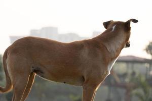 alleiner Hund im Park, der die Kamera beobachtet foto