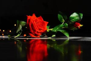 schönes Rosenbild im Nachtliebesbild foto