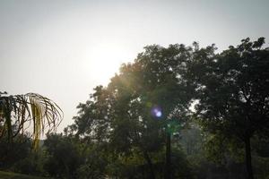 schöner Baum im Parkbild foto