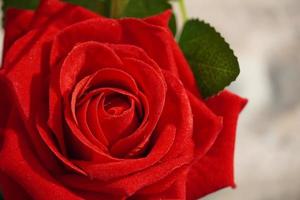 schöne rote rose mit bokhe hintergrundbild foto