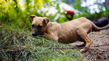 ein kranker Hund, der Gras frisst foto