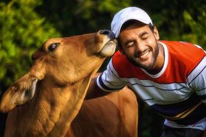 Mann mit schöner Kuh und Mann, der mit Kuh spielt - Tierpflegebild foto