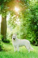 weißer schweizer schäferhund auf spaziergang foto