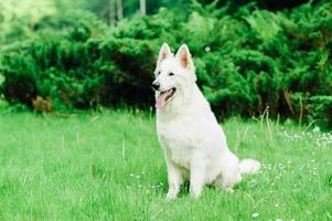 weißer schweizer schäferhund auf spaziergang foto