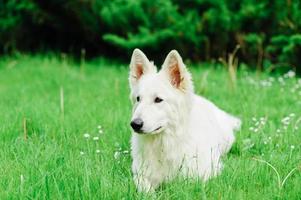 weißer schweizer schäferhund auf spaziergang foto