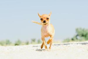 Terrier ruht auf dem Meer foto