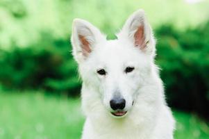 weißer schweizer schäferhund auf spaziergang foto