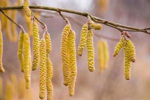 blühende Haselnüsse im zeitigen Frühjahr. foto