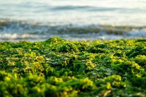 grüne Algenpfütze am Strand von oben foto