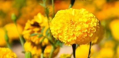 amerikanische ringelblumenblumen am nachmittag des tages, verschwommener hintergrund. foto