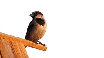 ein Spatz isoliert auf weißem Hintergrund foto