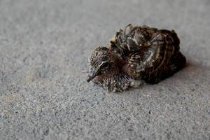 kleiner Vogel Baby Zebra Taube allein stehen foto