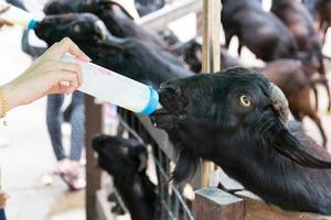 Milchfütterung einer Ziege foto