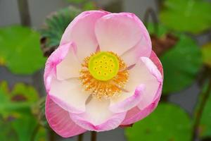 Rosa Lotusblumen blühen wunderschön. foto