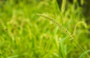 kleine Grasblume mit unscharfem Hintergrund foto