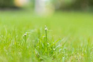 kleine Grasblume mit unscharfem Hintergrund foto