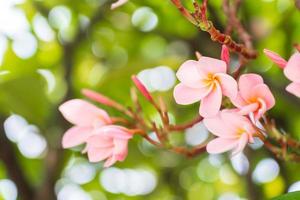 Rosa Frangipani-Blüten blühen wunderschön. foto