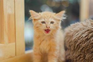 Maine-Coon-Katze mit schönem orangefarbenem Fell. foto