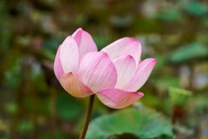 Rosa Lotusblumen blühen wunderschön. foto