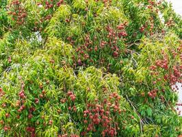 Haufen Litschis auf einem großen Baum, frische Litschifrüchte foto