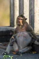 ein Affe sitzt und wartet auf Essen von Touristen foto