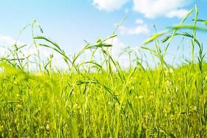 ein grünes Frühlingsfeld mit leuchtenden Ähren aus blühendem Flachs. landwirtschaft, ökologie, frühling, kopierraum. Natur pur foto