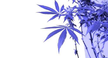 ein Cannabisbusch in hellem Licht mit einem weißen und gelben Hintergrund mit einem Schatten. medizinische Marihuanablätter der Sorte Jack Herer sind eine Kreuzung aus Sativa und Indica. Anbau einer heimischen Pflanze foto