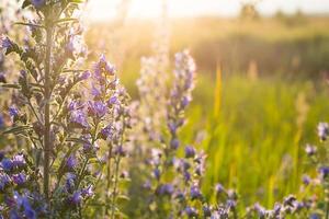 Feld wilder violetter Blumen im Gras in der Sonne. Frühling, Sommer, Ökologie, bäuerliches Naturleben, Authentizität, Hüttenkern. Platz kopieren foto