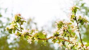 Apfelzweige blühen mit rosa und weißen Blütenblättern. Frühling, Apfelgarten, Beginn eines neuen Lebens. Ökologie, Natürlichkeit, Hochzeit, Romantik, Liebe foto