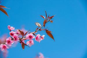 sakura- oder kirschblütenhintergrund foto