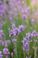 Blühender Lavendel in einem Feld mit Sonnenlicht. Sommerlavendelhintergrund, vertikales Foto