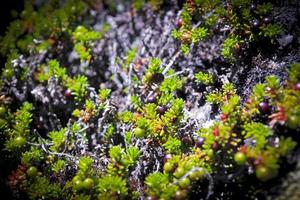 Schwarze norwegische Krähenbeere, Früchte und Pflanzen in Norwegen. foto