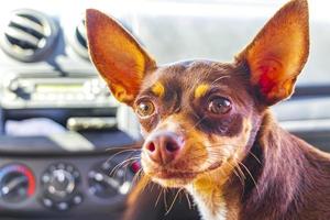 sehr glücklicher und fröhlicher russischer spielzeugterrierhund tulum mexiko. foto