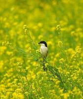 Vogel, der auf einem Ast sitzt foto