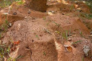 typischer ameisenhaufen in der savannenregion von brasilien foto