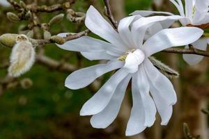 Weiße Magnolie blüht foto
