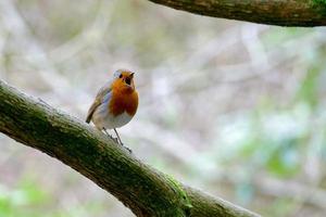 Robin singt sein Herz aus foto