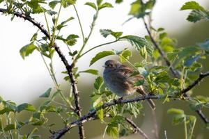 Heckenakzent in einer Hecke in Sussex foto